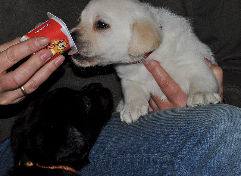 Cedric (schwarz) & Carolina (gelb)