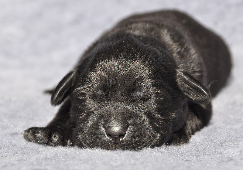 Charlotte ex Chelsea