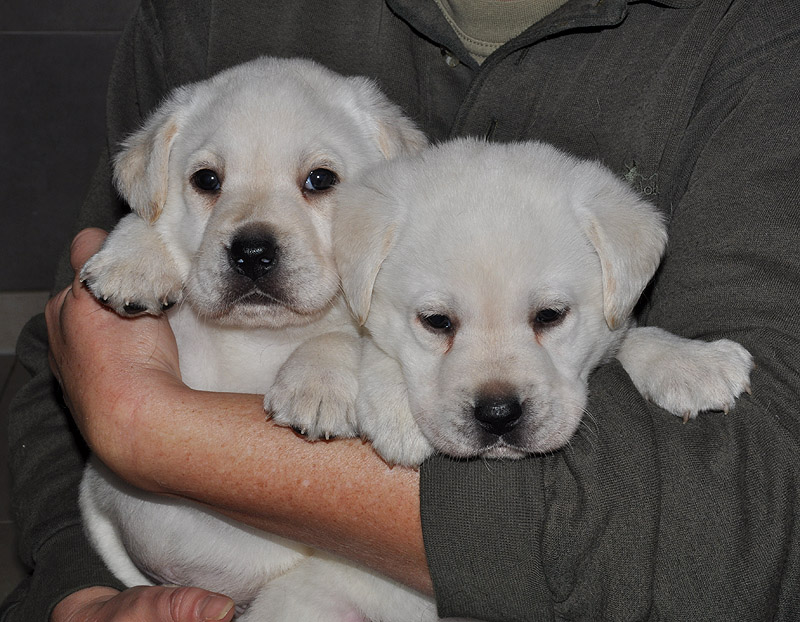 Chester & Clinton ex Chelsea