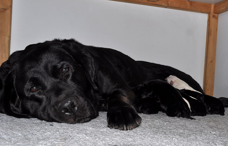 C-II-Wurf * 20.09.2015