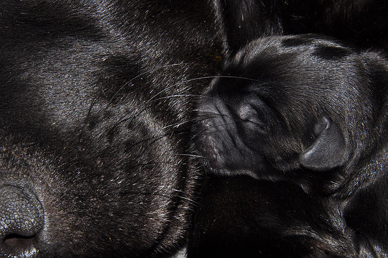 C-II-Wurf * 20.09.2015