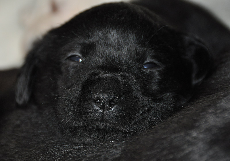 Charlotte ex Chelsea