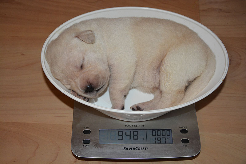 Harvey ex Chelsea  -  14 Tage alt