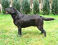 Ginny vom Alst�tter-Moor 25.06.2005