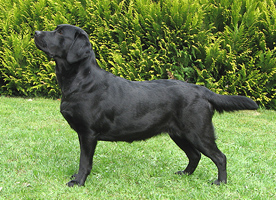Maxima ex Chelsea