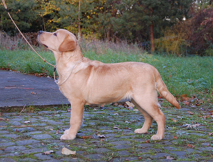 Xanthos ex Chelsea  -  6 Monate alt