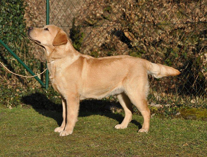 Xanthos ex Chelsea - 9 Monate alt