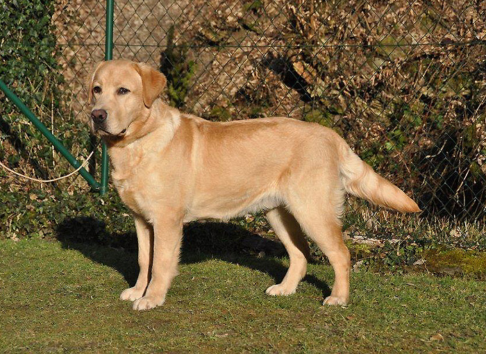 Xanthos ex Chelsea  *  9 Monate alt
