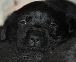 Charlotte ex Chelsea