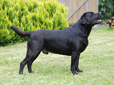 Canis ex Chelsea "Dusty"