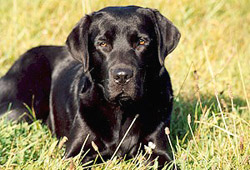 Ginny vom Alst�tter Moor (Chelsea)