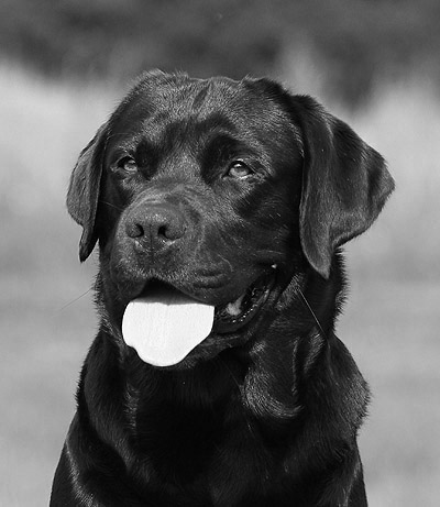 Kronos ex Chelsea "Lucca"