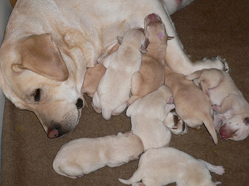 E-Wurf - 20.11.2005#