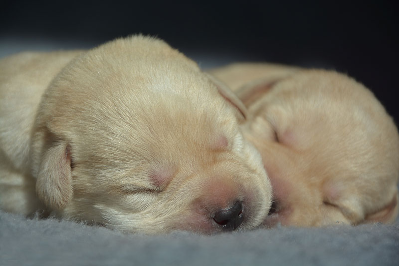 Eden & Eureka ex Chelsea