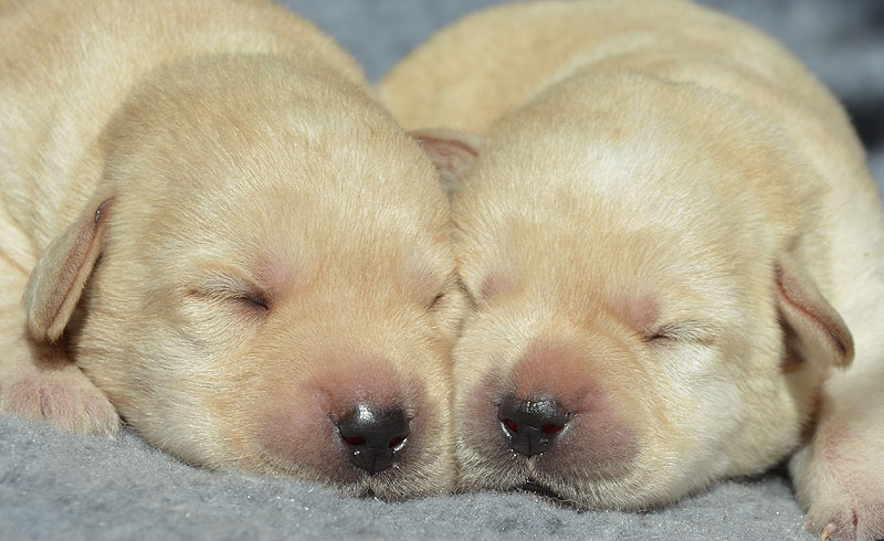 Eden & Eureka ex Chelsea