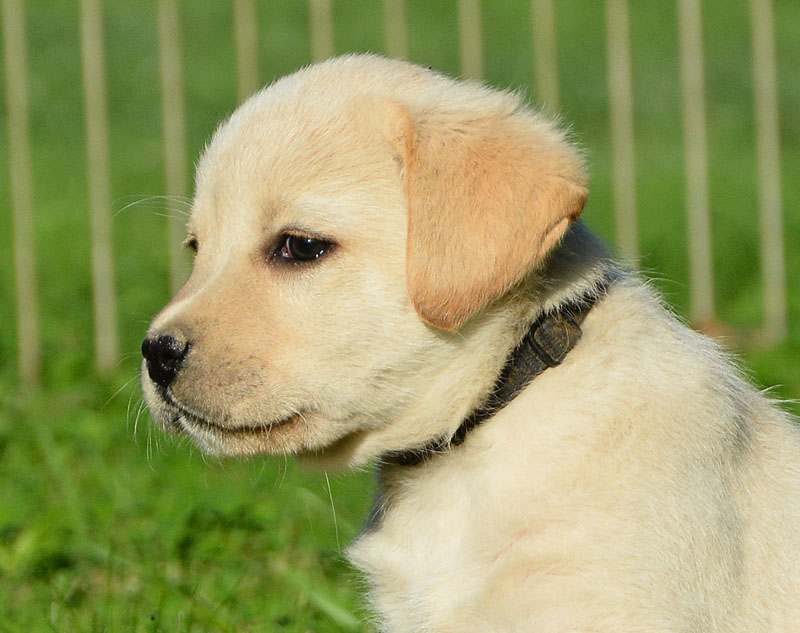 Ellis ex Chelsea  -  7,5 Wochen alt