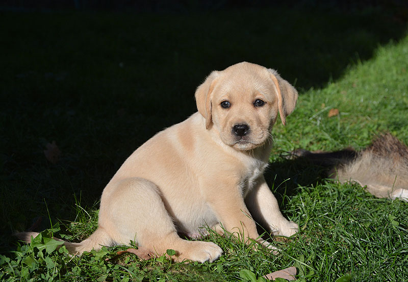 Elton ex Chelsea  -  8 Wochen alt