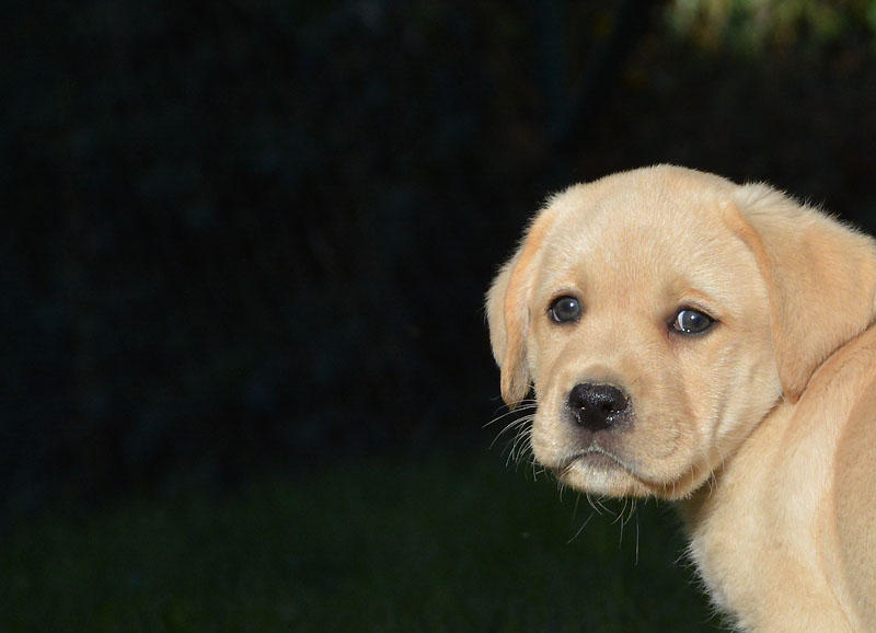 Elton ex Chelsea  -  8 Wochen alt