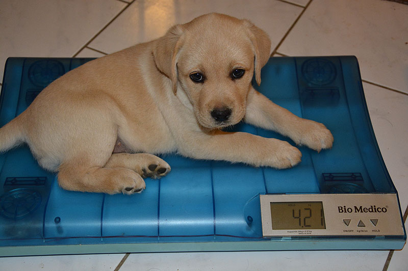 Elton ex Chelsea  -  8 Wochen alt