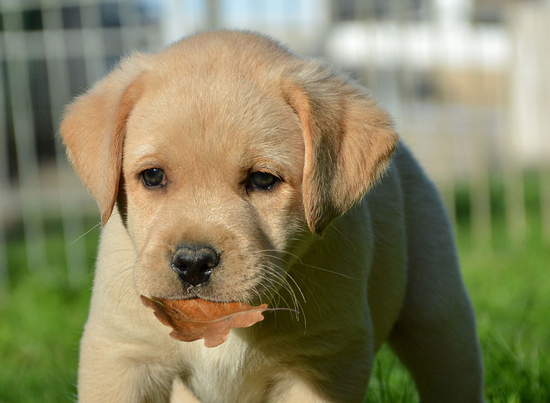 Everest ex Chelsea  -  25.09.2016