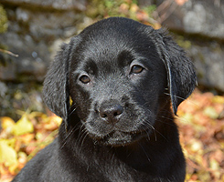 Filadelfia ex Chelsea