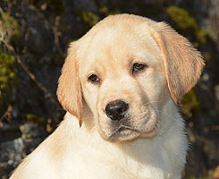 Francolino ex Chelsea