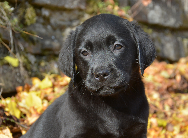 Filadelfia ex Chelsea