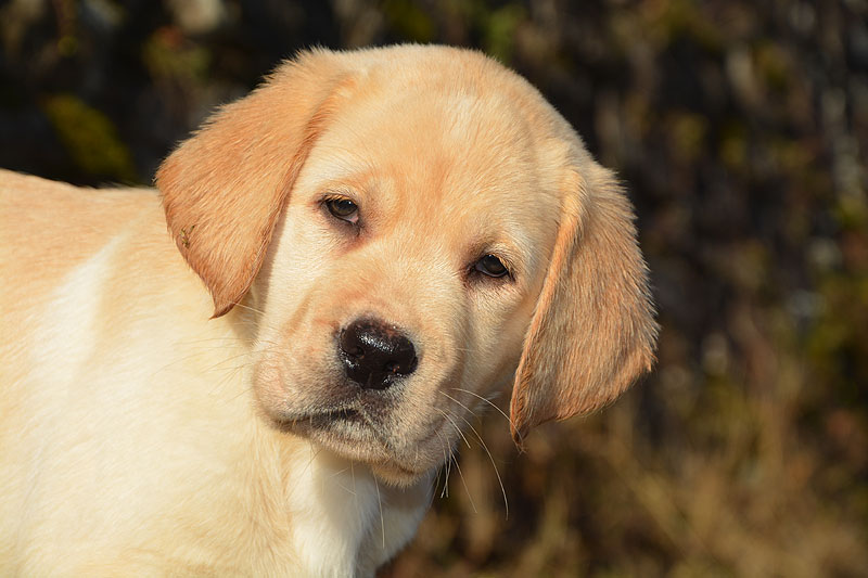 Francolino ex Chelsea