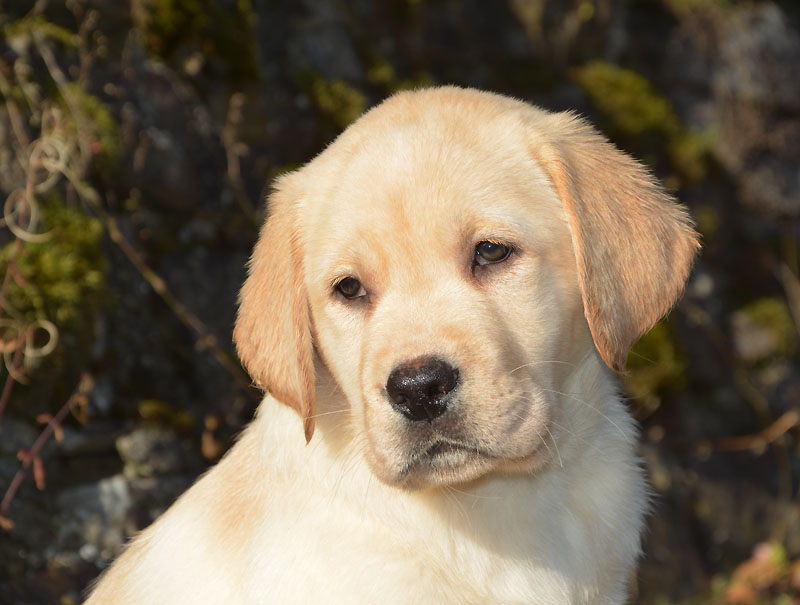 Francolino ex Chelsea