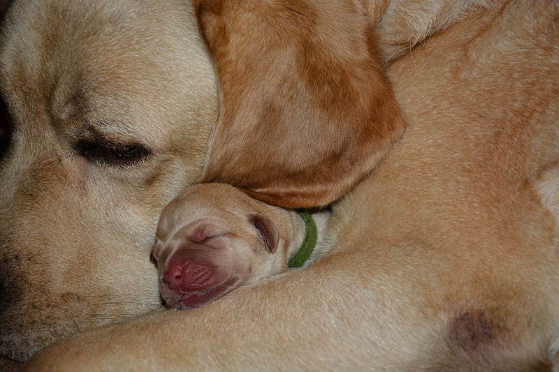 F-ll-Wurf  -  30.08.2016