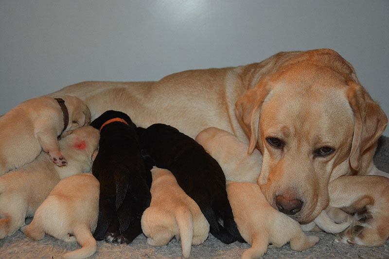 Vesta mit ihren Welpen