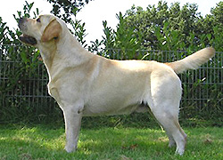 Fameflair Vintage Wine