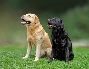 Finale + Juneau ex Chelsea