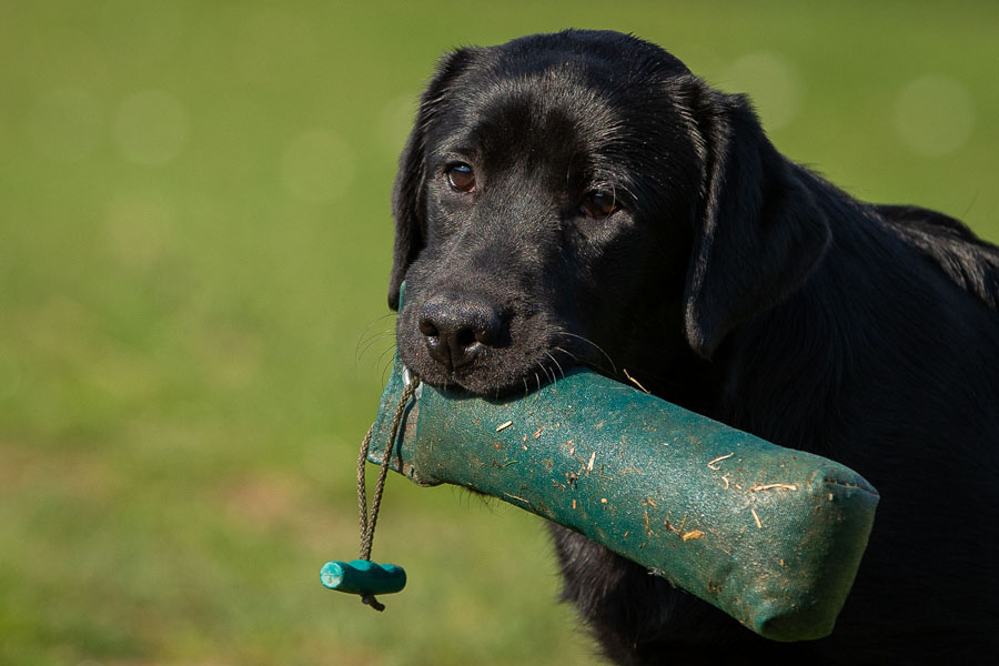 Juneau ex Chelsea * gew. 14.10.2018