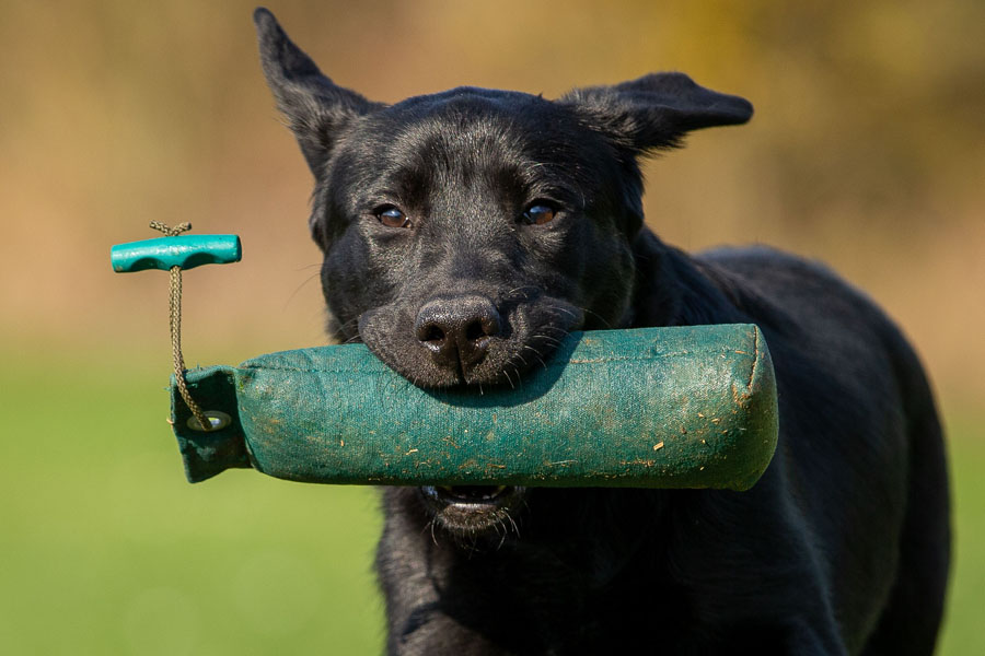 Juneau ex Chelsea * gew. 14.10.2018