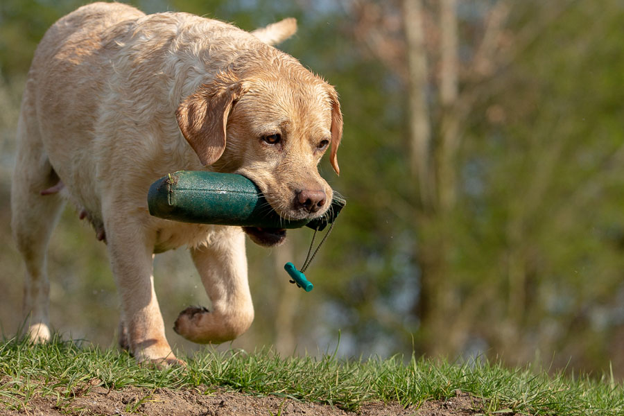 Vesta ex Chelsea * gew. 09.06.2012