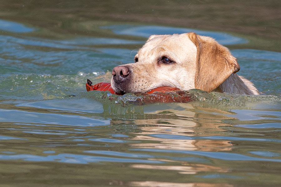 Vesta ex Chelsea * gew. 09.06.2012