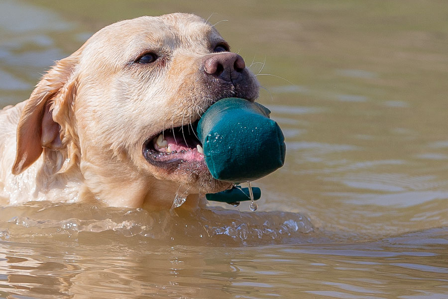 Vesta ex Chelsea * gew. 09.06.2012