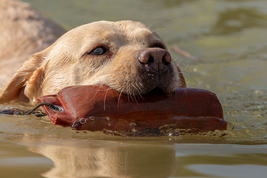 Vesta ex Chelsea * gew. 09.06.2012