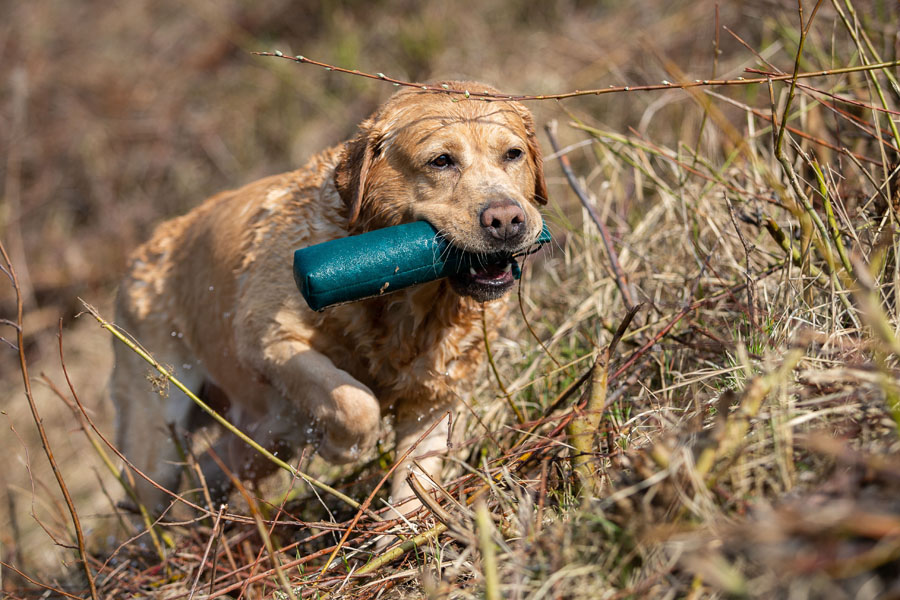 CH Xanthos ex Chelsea * gew. 18.05.2013