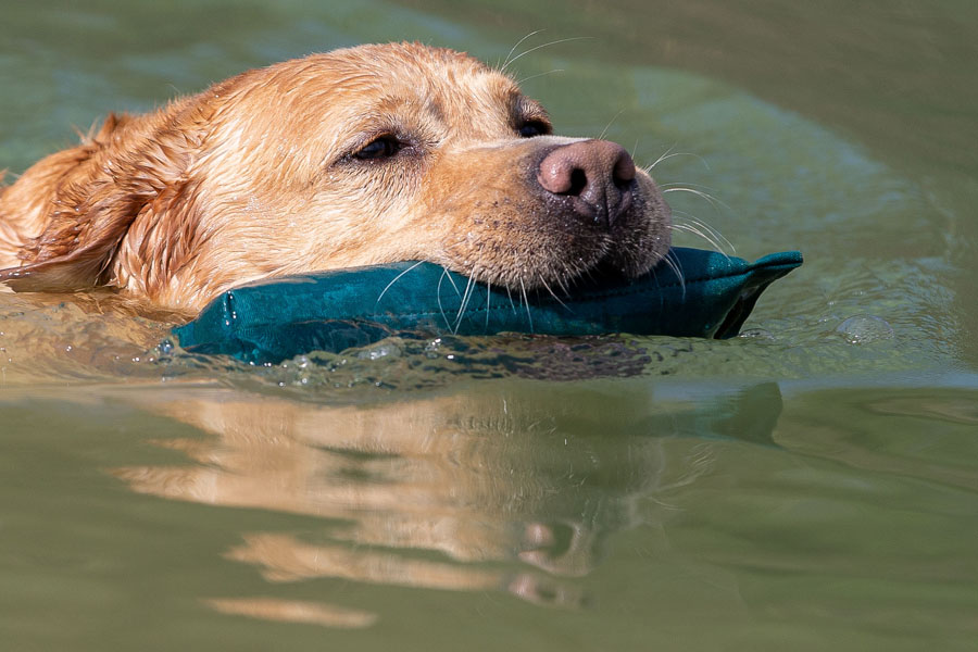 CH Xanthos ex Chelsea * gew. 18.05.2013