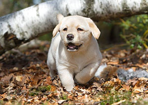 Game And Work Brave Bijou