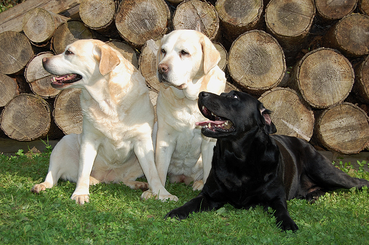 Alflasker I Have A Dream  *HONEY*