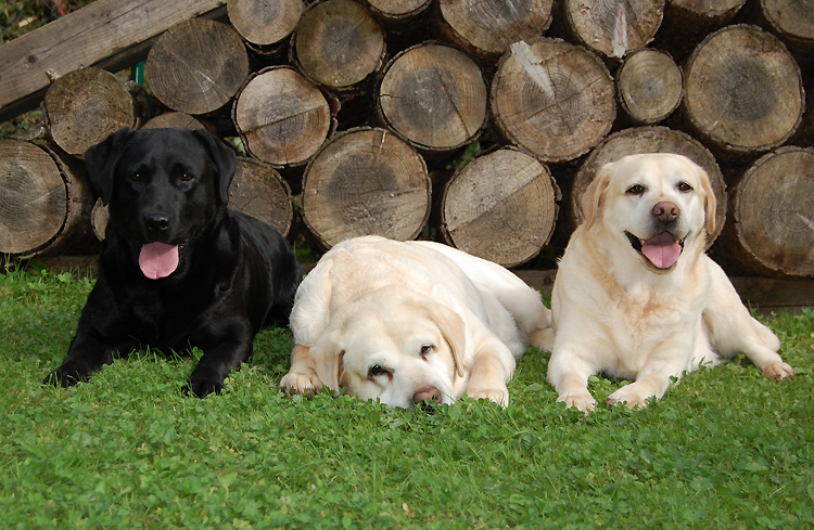 Alflasker I Have A Dream  *HONEY*