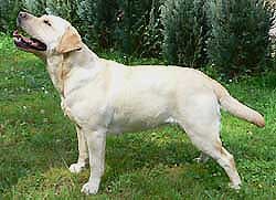 Alflasker I Have A Dream "Honey"