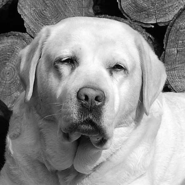 Alflasker I Have A Dream  *HONEY*  08.09.2014