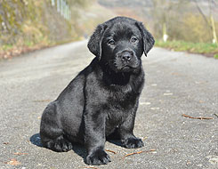 Invillino ex Chelsea