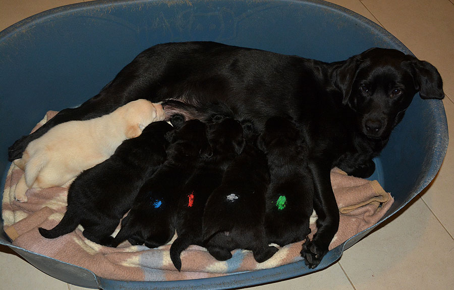 J-ll-Wurf - 4 Wochen alt