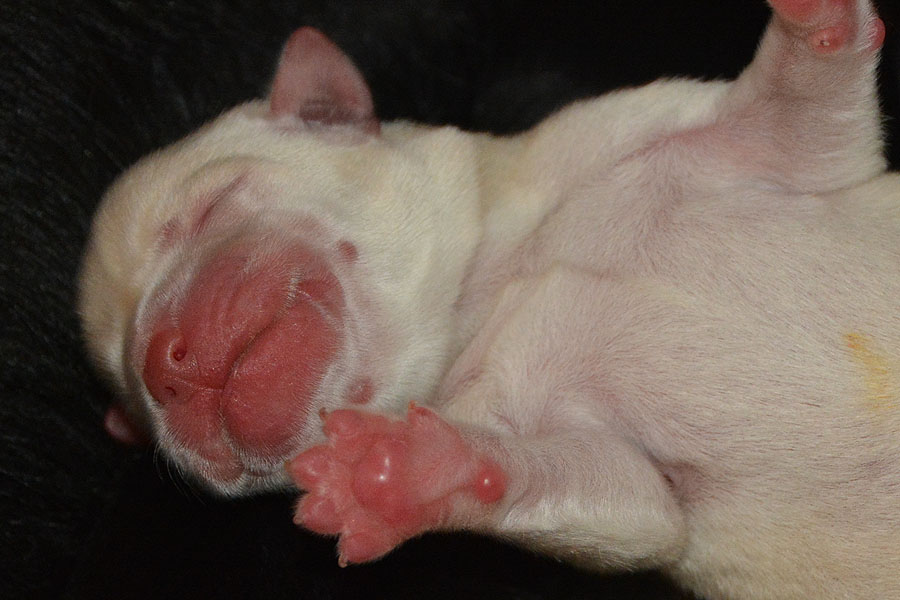 Jordan ex Chelsea * 1 Tag alt