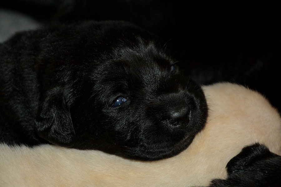 'Jackson ex Chelsea' * 18 Tage alt * 31.10.2018